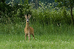 Srnec obecn� (Capreolus capreolus)