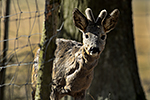 Srnec obecn� (Capreolus capreolus)
