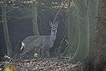 Srnec obecn� (Capreolus capreolus)