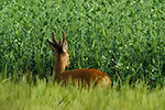 Srnec obecn� (Capreolus capreolus)