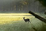Srnec obecn� (Capreolus capreolus)