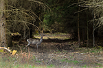 Srnec obecn� (Capreolus capreolus)
