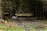 Srnec obecn� (Capreolus capreolus)