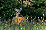Srnec obecn� (Capreolus capreolus)