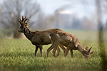 Srnec obecn� (Capreolus capreolus)