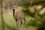 Srnec obecn� (Capreolus capreolus)