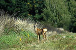Srnec obecn� (Capreolus capreolus)