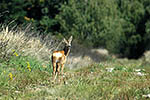 Srnec obecn� (Capreolus capreolus)