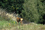 Srnec obecn� (Capreolus capreolus)