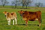 Tur dom�c� (Bos primigenius f. taurus)