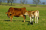Tur dom�c� (Bos primigenius f. taurus)