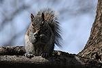 Veverka popelav� (Sciurus carolinensis)