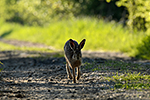 Zaj�c poln� (Lepus europaeus)