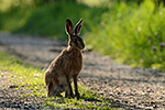 Zaj�c poln� (Lepus europaeus)