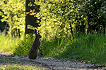 Zaj�c poln� (Lepus europaeus)