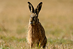 Zaj�c poln� (Lepus europaeus)