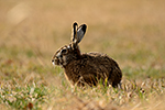Zaj�c poln� (Lepus europaeus)