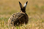 Zaj�c poln� (Lepus europaeus)