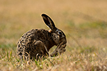 Zaj�c poln� (Lepus europaeus)