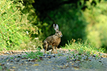 Zaj�c poln� (Lepus europaeus)