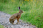 Zaj�c poln� (Lepus europaeus)