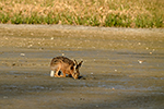 Zaj�c poln� (Lepus europaeus)