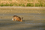 Zaj�c poln� (Lepus europaeus)