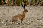 Zaj�c poln� (Lepus europaeus)