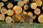 Zaj�c poln� (Lepus europaeus)