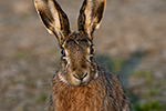 Zaj�c poln� (Lepus europaeus)