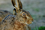Zaj�c poln� (Lepus europaeus)