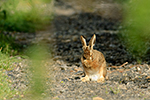 Zaj�c poln� (Lepus europaeus)