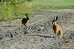 Zaj�c poln� (Lepus europaeus)