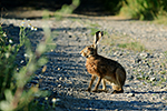 Zaj�c poln� (Lepus europaeus)