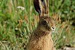 Zaj�c poln� (Lepus europaeus)