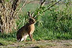 Zaj�c poln� (Lepus europaeus)
