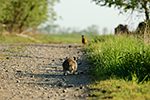 Zaj�c poln� (Lepus europaeus)