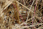 Zaj�c poln� (Lepus europaeus)