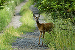 Srnec obecn (Capreolus capreolus)