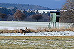 Srnec obecn (Capreolus capreolus)