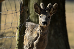 Srnec obecn (Capreolus capreolus)