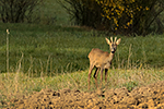 Srnec obecn (Capreolus capreolus)