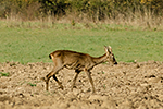 Srnec obecn (Capreolus capreolus)