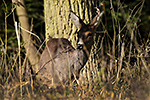 Srnec obecn (Capreolus capreolus)