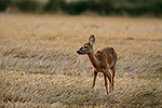 Srnec obecn (Capreolus capreolus)