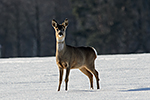 Srnec obecn (Capreolus capreolus)