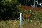 Srnec obecn (Capreolus capreolus)