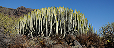 Pryšce (Euphorbia canariensis) na západním pobřeží ostrova.