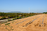 Manacor (Mallorca), foceno: 22.09.2015