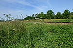 Černá v Pošumaví - Karlovy Dvory, foceno: 26.07.2014